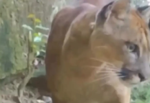 A natureza selvagem sobrevive em Nova Friburgo