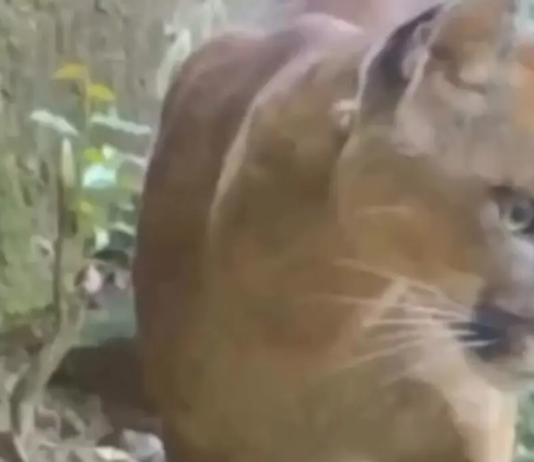 A natureza selvagem sobrevive em Nova Friburgo