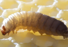 Larvas que comem plástico mostram como combater a poluição ambiental