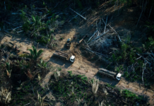 Grandes marcas compram créditos de carbono de esquema suspeito na Amazônia