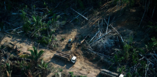 Grandes marcas compram créditos de carbono de esquema suspeito na Amazônia