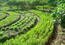 Grupo propõe ‘agroflorestas’ para reconstrução do RS após tragédia