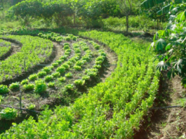 Grupo propõe ‘agroflorestas’ para reconstrução do RS após tragédia
