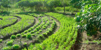 Grupo propõe ‘agroflorestas’ para reconstrução do RS após tragédia