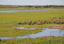 “Passa a boiada para uso da água subterrânea”: Avança na AL projeto que ameaça o Aquífero Guarani; O negacionismo ambiental sem partido