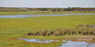 “Passa a boiada para uso da água subterrânea”: Avança na AL projeto que ameaça o Aquífero Guarani; O negacionismo ambiental sem partido