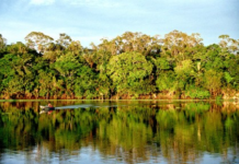Pós-doutorado em manejo de florestas tropicais na Esalq-USP