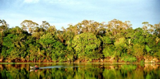 Pós-doutorado em manejo de florestas tropicais na Esalq-USP