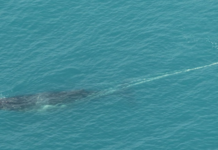 Operação de emergência retira 800 kg de cordas e boias presas em cauda de baleia-jubarte