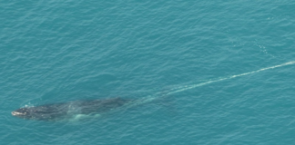 Operação de emergência retira 800 kg de cordas e boias presas em cauda de baleia-jubarte