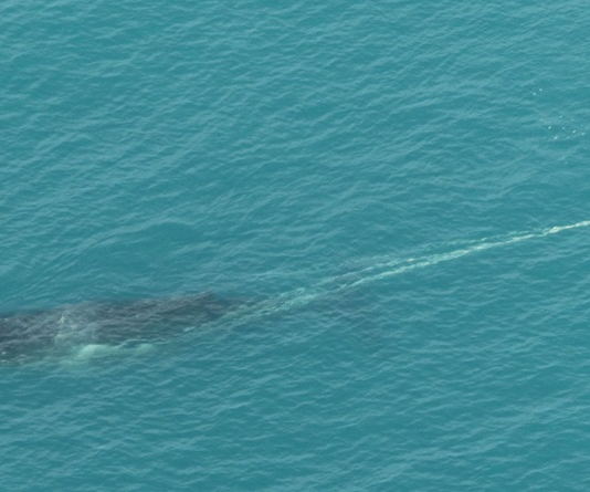 Operação de emergência retira 800 kg de cordas e boias presas em cauda de baleia-jubarte