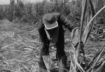 Autuados por trabalho escravo receberam mais de R$ 1 bilhão em isenções fiscais