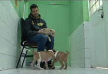 Adotar é animal: um gesto que promove segunda chance ao bichinho de rua