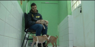 Adotar é animal: um gesto que promove segunda chance ao bichinho de rua