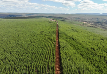 Lei sancionada por Lula estimula ‘desertos verdes’ e facilita privatização da água, avaliam críticos