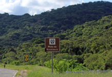 Minas Gerais se destaca em tratado para restaurar Mata Atlântica