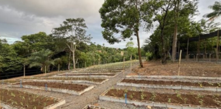 Salvador ganha primeira Horta Comercial Agroecológica que deve produzir 3 mil hortaliças