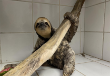 Condicionante do licenciamento ambiental resulta na reabilitação de mais de 1.300 animais