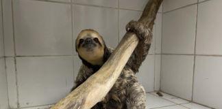 Condicionante do licenciamento ambiental resulta na reabilitação de mais de 1.300 animais