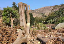 Petrópolis tem aumento de 27% nas denúncias de crimes ambientais no primeiro semestre do ano