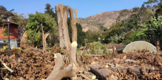 Petrópolis tem aumento de 27% nas denúncias de crimes ambientais no primeiro semestre do ano