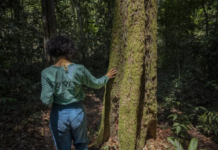 Brasil corre para ter mercado de carbono antes da COP30