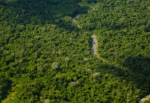 Funai vai identificar e delimitar três terras indígenas no Amazonas