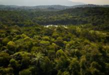 Vence a floresta! Justiça reconhece Refúgio de Vida Silvestre da Floresta do Camboatá