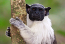 Quase 2.500 espécies de animais e plantas em risco de extinção no Brasil