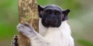 Quase 2.500 espécies de animais e plantas em risco de extinção no Brasil