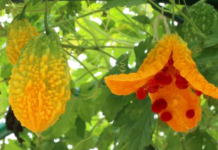 “Cientificamente comprovado”: o suco de melão-de-são-caetano abaixa o açúcar do sangue, ajuda a emagrecer e diminui a inflamação do corpo