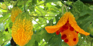 “Cientificamente comprovado”: o suco de melão-de-são-caetano abaixa o açúcar do sangue, ajuda a emagrecer e diminui a inflamação do corpo