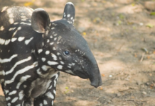 Nasce sétimo filhote de anta em reserva do Rio onde espécie ficou extinta por mais de um século