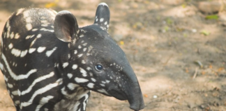 Nasce sétimo filhote de anta em reserva do Rio onde espécie ficou extinta por mais de um século