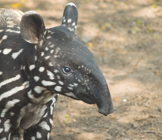 Nasce sétimo filhote de anta em reserva do Rio onde espécie ficou extinta por mais de um século