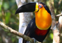 Litoral de SP tem dois pontos entre os melhores para a observação de pássaros; veja