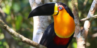 Litoral de SP tem dois pontos entre os melhores para a observação de pássaros; veja