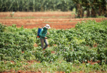 Pacote do Veneno: sociedade pede derrubada da nova lei de agrotóxicos no STF