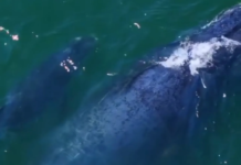 Baleias roubam a cena em espetáculo natural em Niterói