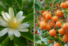 Série Produtor Rural lança cartilha sobre propriedades nutricionais e medicinais da ora-pro-nóbis