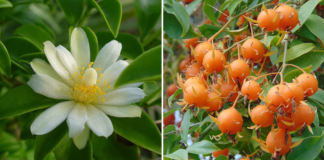 Série Produtor Rural lança cartilha sobre propriedades nutricionais e medicinais da ora-pro-nóbis