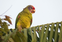 O que está por trás da redução de mais de 90% da população do papagaio-da-cara-roxa em principal dormitório no Paraná?