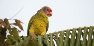O que está por trás da redução de mais de 90% da população do papagaio-da-cara-roxa em principal dormitório no Paraná?