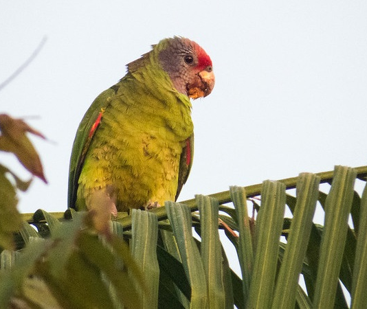 O que está por trás da redução de mais de 90% da população do papagaio-da-cara-roxa em principal dormitório no Paraná?