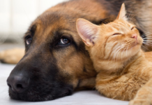 Apego a animais de estimação: como cães e gatos influenciam a saúde mental