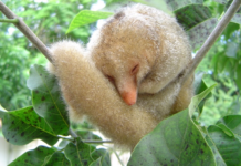 Tamanduaí, a menor espécie de tamanduá do mundo, é símbolo de conservação do manguezal nordestino