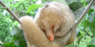 Tamanduaí, a menor espécie de tamanduá do mundo, é símbolo de conservação do manguezal nordestino