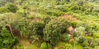 Restaurar área degradada de TIs com agrofloresta poderia gerar R$153,3 bilhões, diz estudo