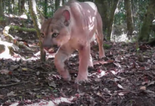 Animal Selvagem é visto em cartão postal do Estado do RJ