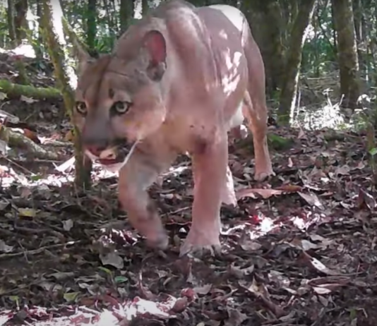Animal Selvagem é visto em cartão postal do Estado do RJ
